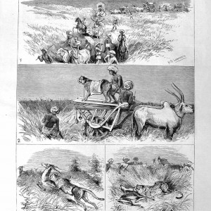 Hunting Black Buck with Cheetahs,  Baroda, India 1882