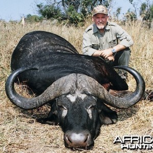 Cape Buffalo