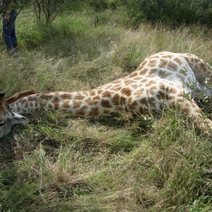 Giraffe bull hunt South Africa