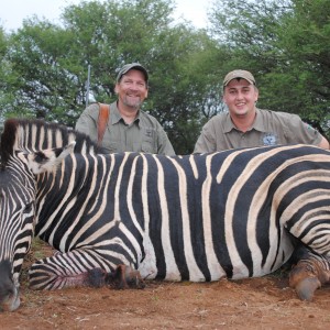 Burchells Zebra stallion hunt SA