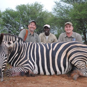 Burchells Zebra hunt Spiral Horn Safaris, South Africa