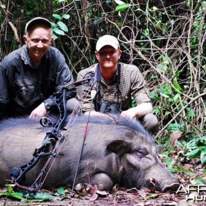 Giant Forest Hog bowhunt in CAR with CAWA