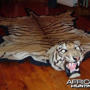 Taxidermist Van Ingen & Van Ingen Tiger Rug