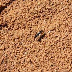 Ant Namibia