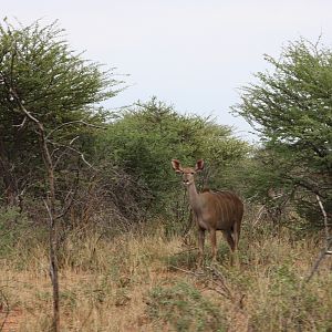 Kudu cow Namibia