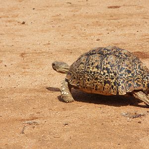 Leopard Tortoise Namibia