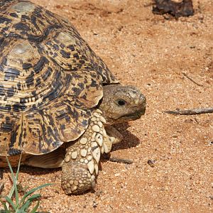 Leopard Tortoise Namibia