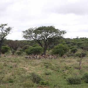 Burchell's Zebra Harem Namibia