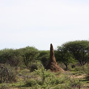 Termite Hill Namibia