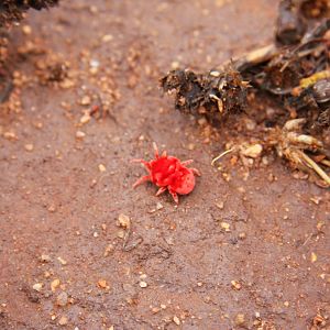 Red Spider Namibia