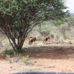 Hunting Warthogs