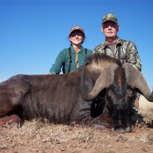 Black Wildebeest Hunt East Cape South Africa