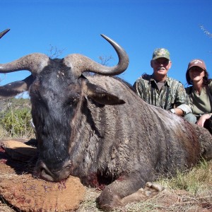 Blue Wildebeest Hunt East Cape South Africa