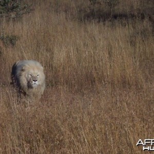 Lion South Africa