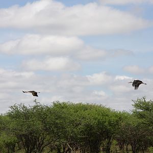 White Storks Namibia