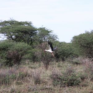 White Stork Namibia