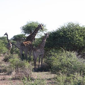 Giraffes Namibia