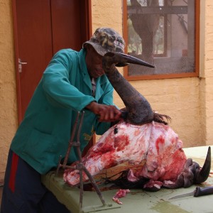Blue Wildebeest skinning head