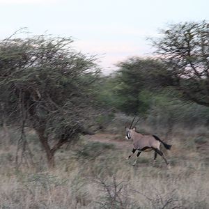 Gemsbok Namibia