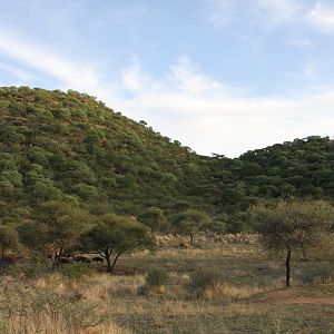 Blue Wildebeest Namibia