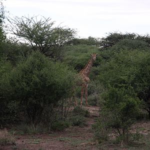 Giraffe Namibia