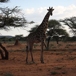 Giraffe Namibia