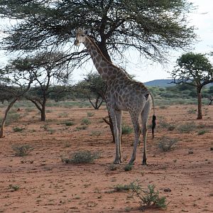 Giraffe Namibia