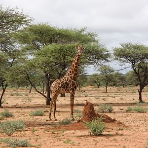 Giraffe Namibia