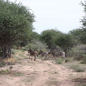 Burchell's Zebras Namibia