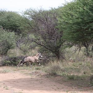 Young Gemsbok Namibia