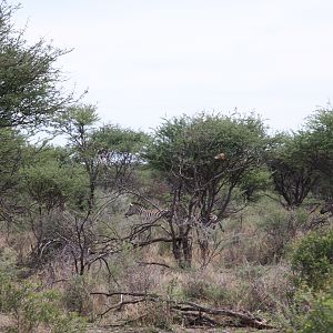 Burchell's Zebra Namibia
