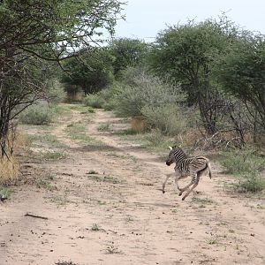 Young Zebra Namibia