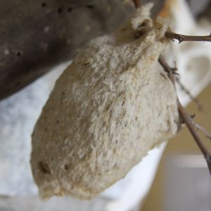 Spider Web Bird Nest Namibia