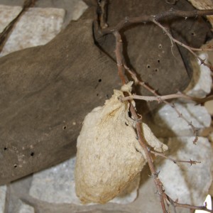 Spider Web Bird Nest Namibia