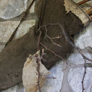 Spider Web Bird Nest Namibia