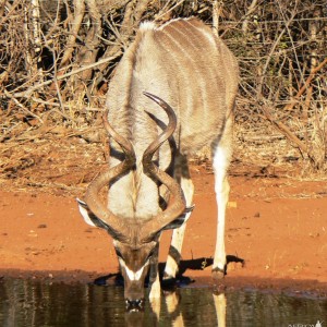 Funny figure 8 kudu
