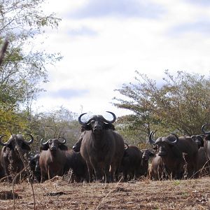 Calling buff in Tanzania