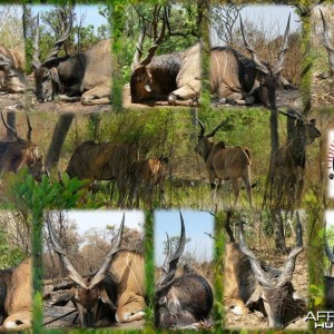 Lord Derby Eland - Central Africa