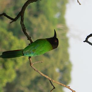 Bird in CAR