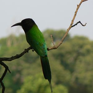 Bird in CAR