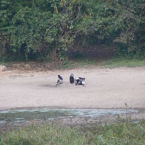 Colobus Guereza Monkeys Central African Republic