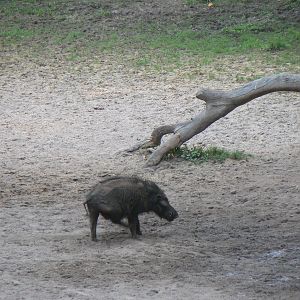 Giant Forest Hog Central African Republic