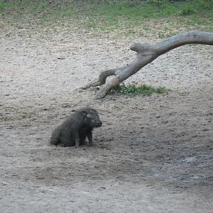 Giant Forest Hog Central African Republic