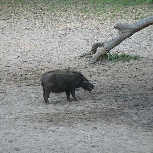 Giant Forest Hog Central African Republic