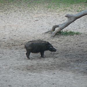 Giant Forest Hog Central African Republic