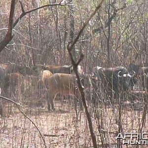 Buffalo Central African Republic