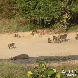 Giant Forest Hog Central African Republic