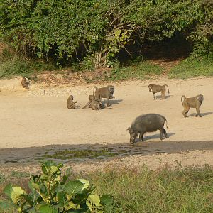 Giant Forest Hog and Baboon Central African Republic