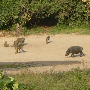 Giant Forest Hog and Baboon Central African Republic