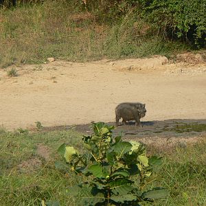 Giant Forest Hog Central African Republic